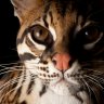 ocelot0411